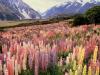Wild Lupine, Mount Cook National Park, New Zealand